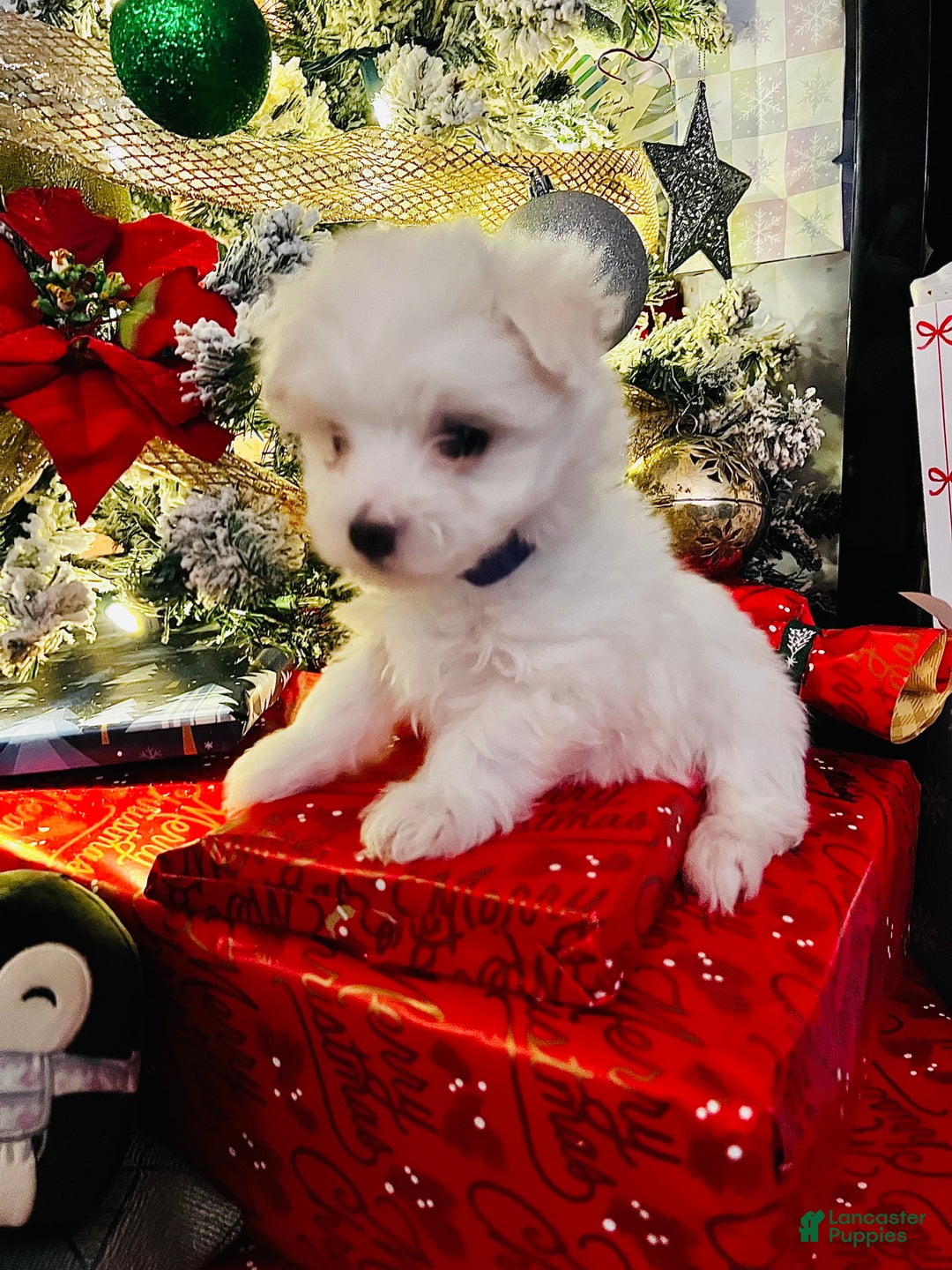 Maltese dogs for sale: Ribbons - Ad 1