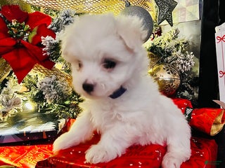 Maltese dogs Ribbons - Ad 38