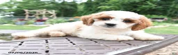 Cavapoo dogs for sale: Rex - Ad 3