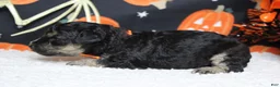 Toy Poodle dogs for sale: Marco  - Ad 8