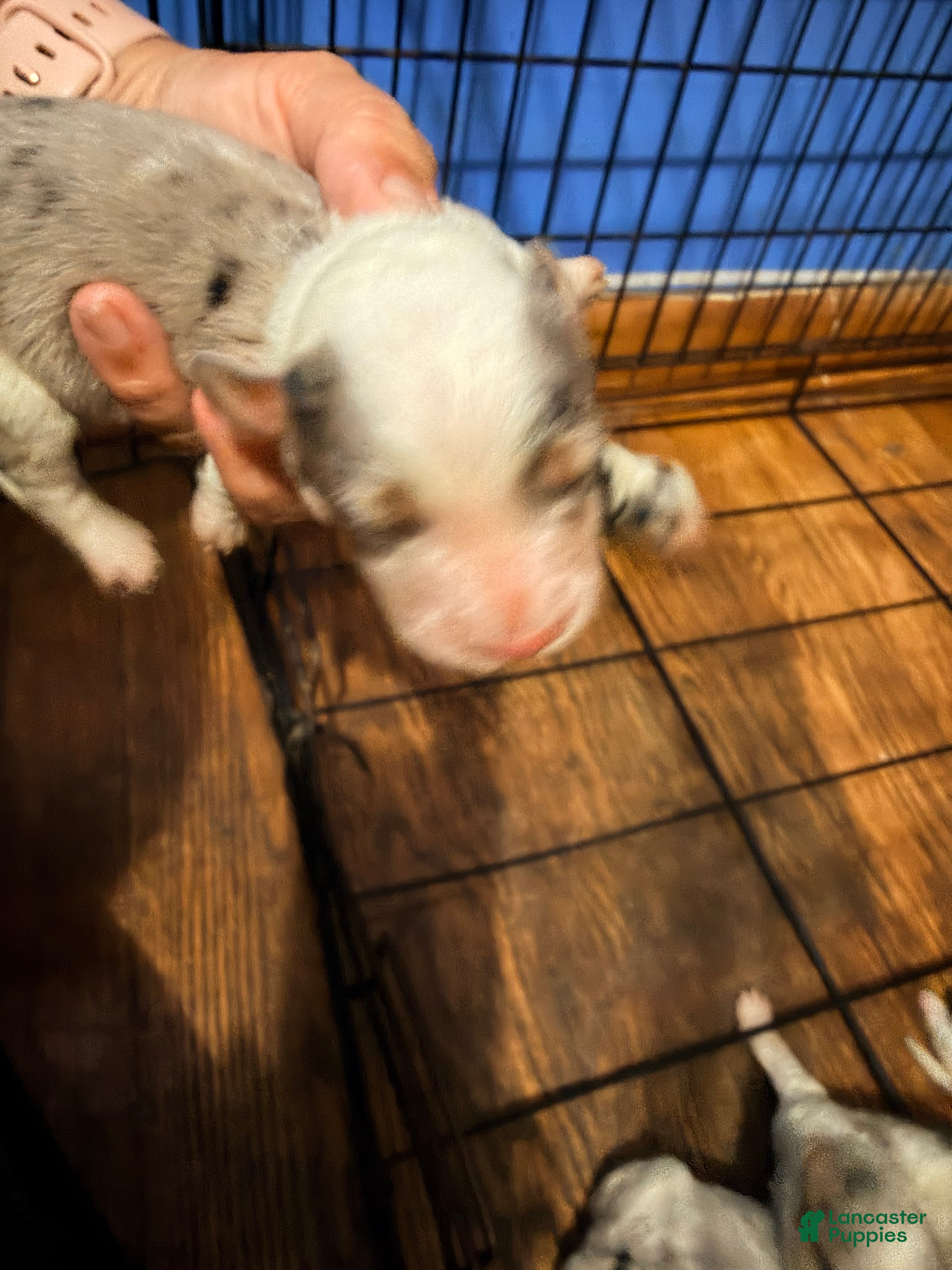Mixed Breed dogs Mixed Breed 2 - Ad 29