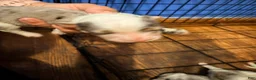 Mixed Breed dogs for sale: Mixed Breed 2 - Ad 1