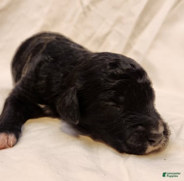 Mini Aussiedoodle dogs for sale: Lottie_Female Tri-Color - Ad 6
