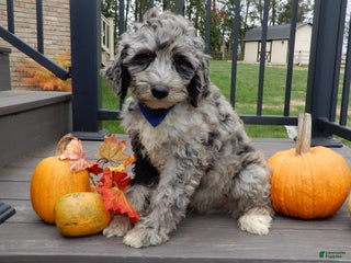 Sheepadoodle dogs - Ad 9