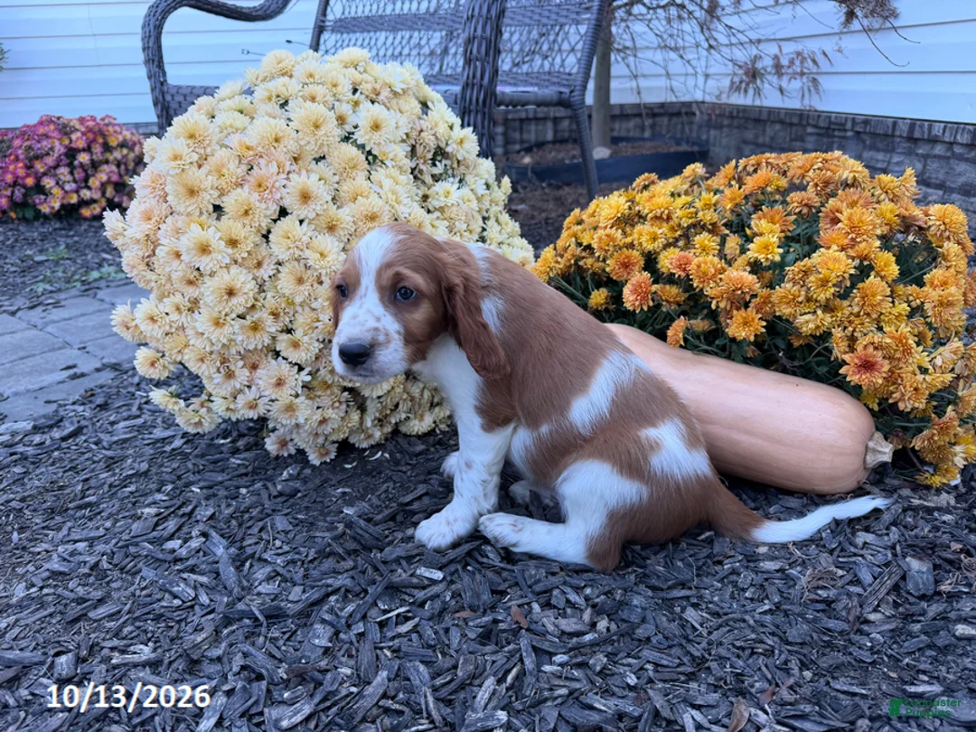 Welsh Springer Spaniel dogs for sale: Lance - Ad 2