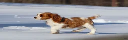 Cavalier King Charles Spaniel dogs for sale: Liam - Ad 25