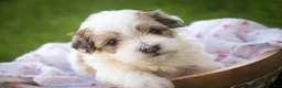 Havanese dogs for sale: Emma Havanese Puppy  - Ad 2