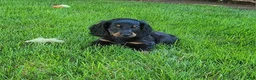 Miniature Dachshund dogs for sale: Vander - Ad 6