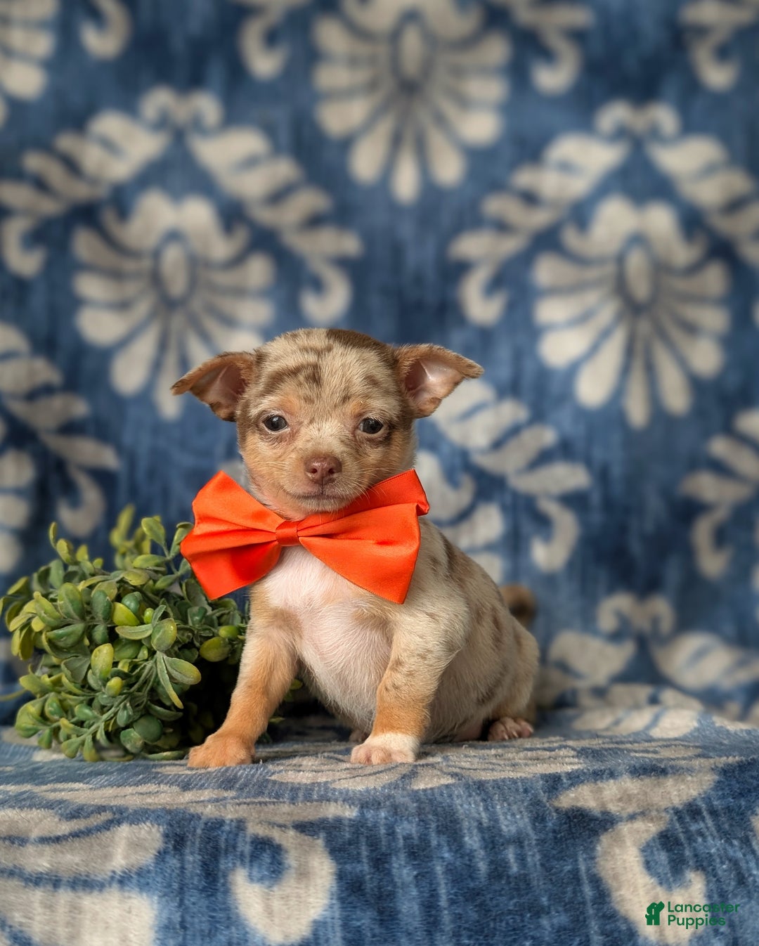 Chihuahua dogs for sale: Roscoe 6 lbs Full Grown - Ad 1