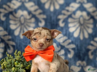 Chihuahua dogs Roscoe 6 lbs Full Grown - Ad 1