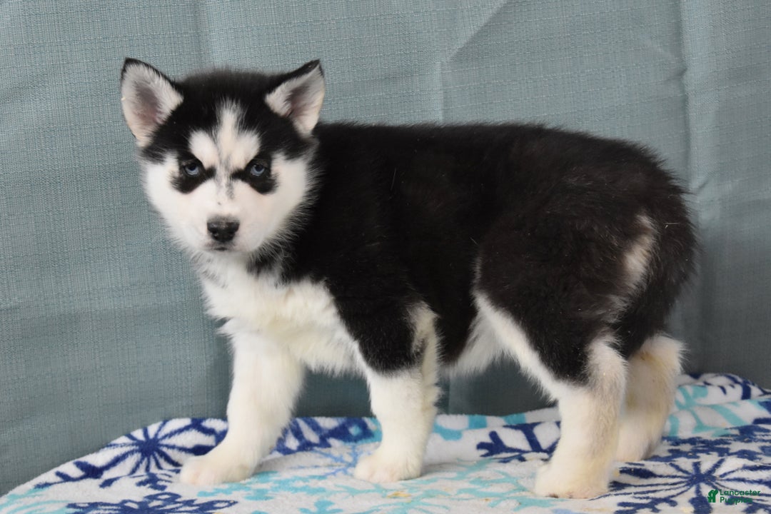 Siberian Husky dogs for sale: Tanza - Ad 2