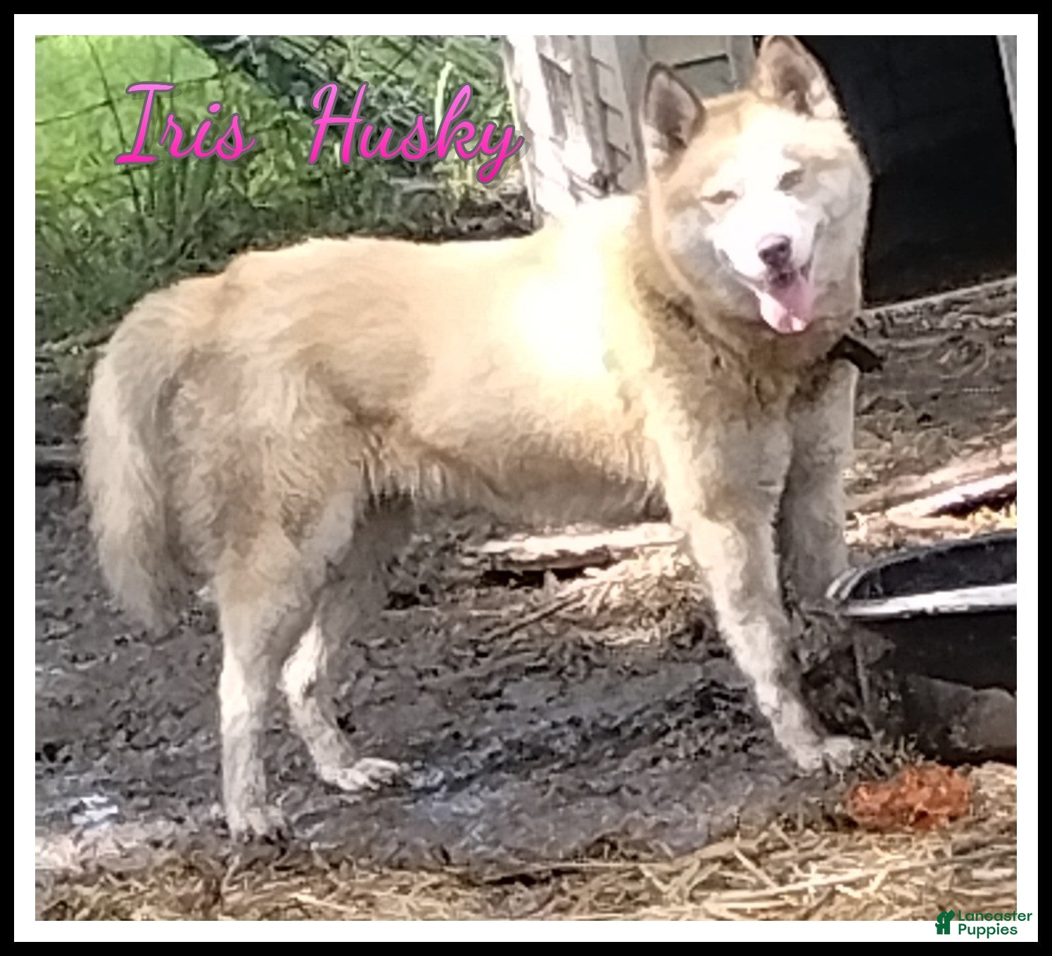 Siberian Husky dogs Iris - Ad 1