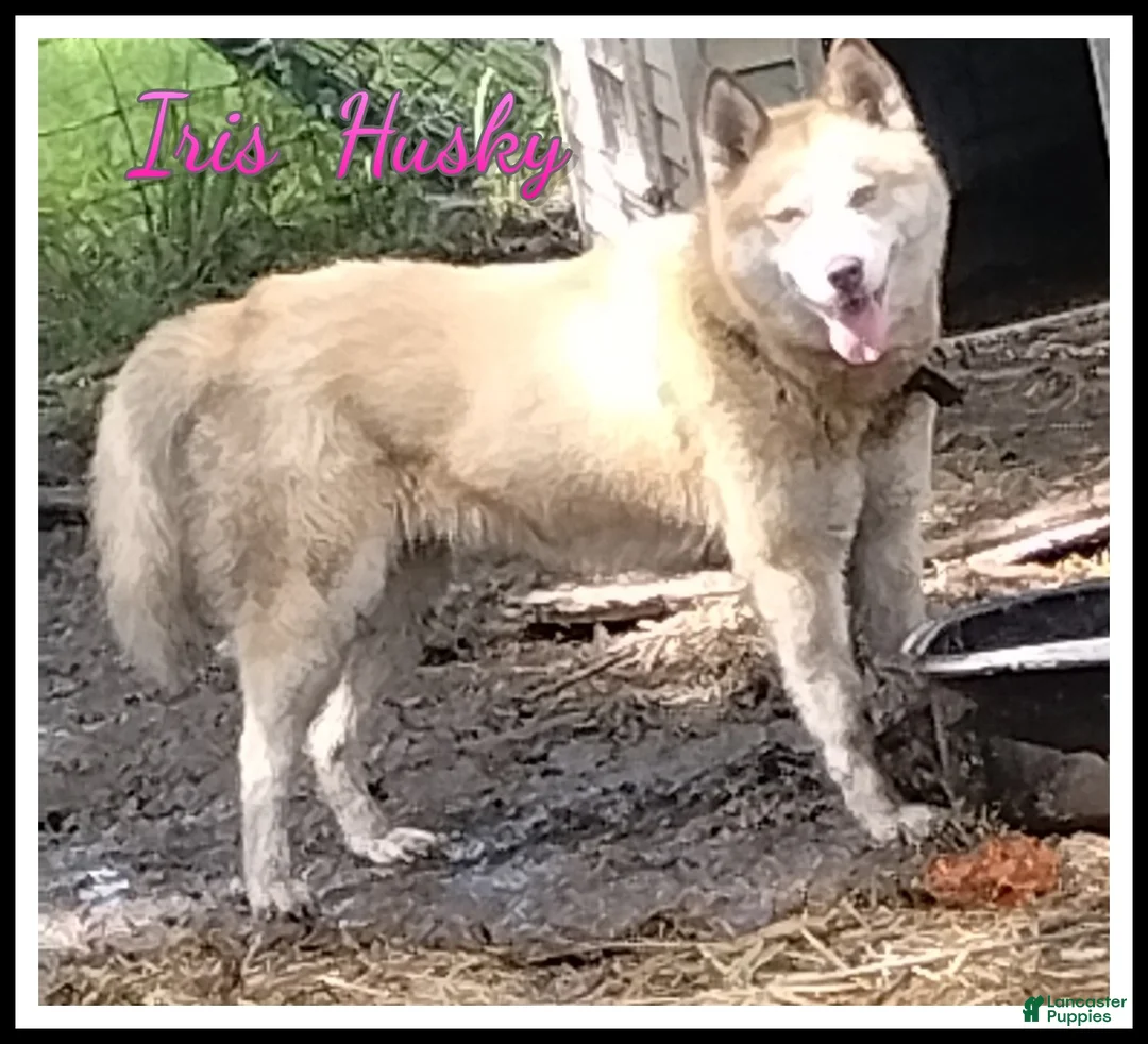 Siberian Husky dogs for sale: Iris - Ad 1