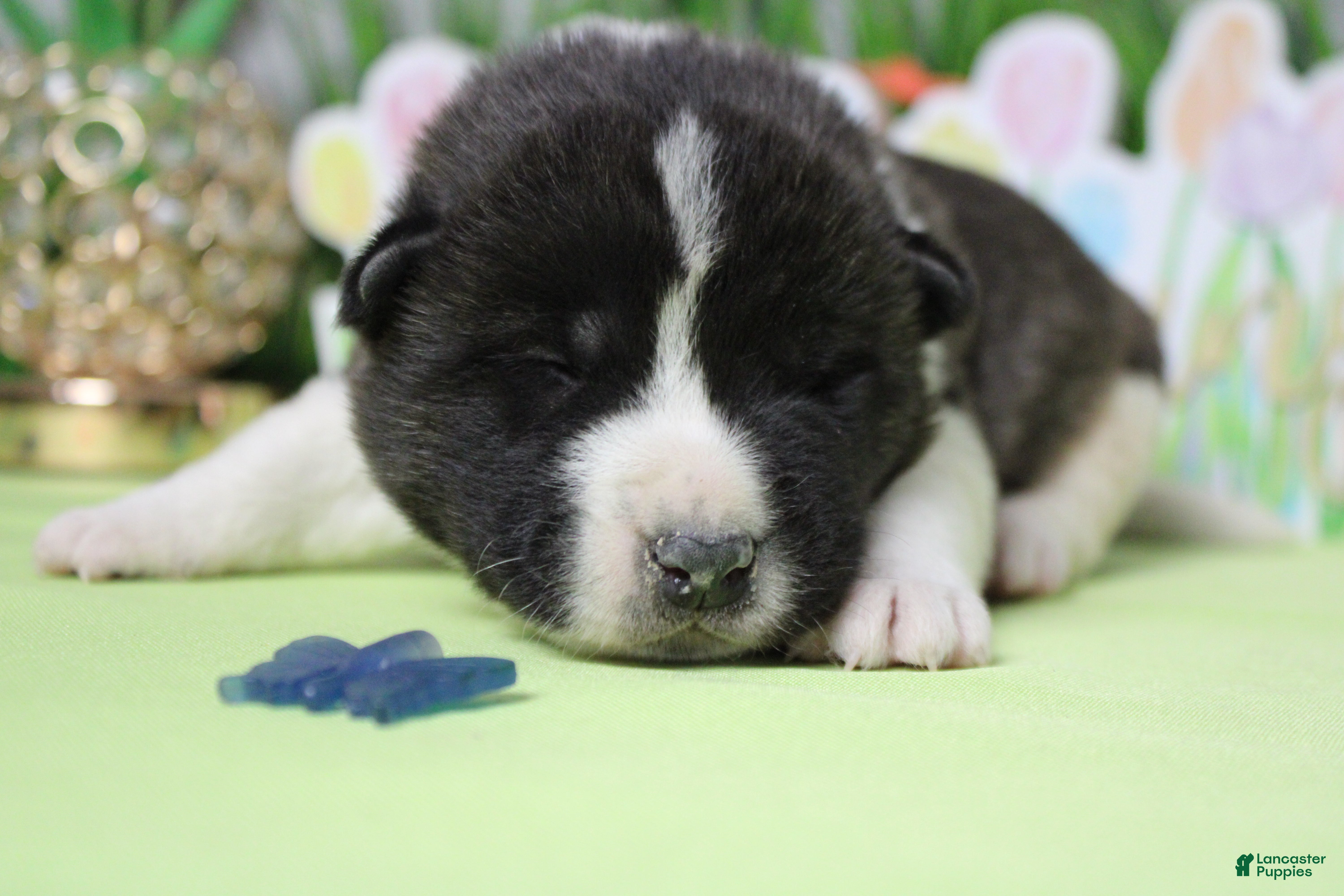 Akita dogs Jonathon  - Ad 2