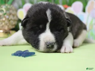 Akita dogs Jonathon - Ad 2