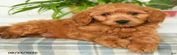 Mini Goldendoodle dogs for sale: Tanner - Ad 5