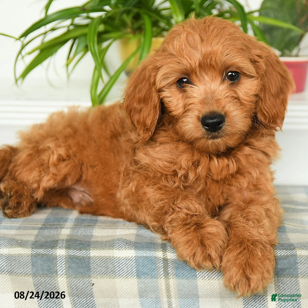 Mini Goldendoodle dogs for sale: Tanner - Ad 5