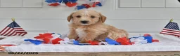 Toy Poodle dogs for sale: Sailor - Ad 4