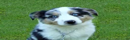 Australian Shepherd dogs for sale: Bleu - Ad 3