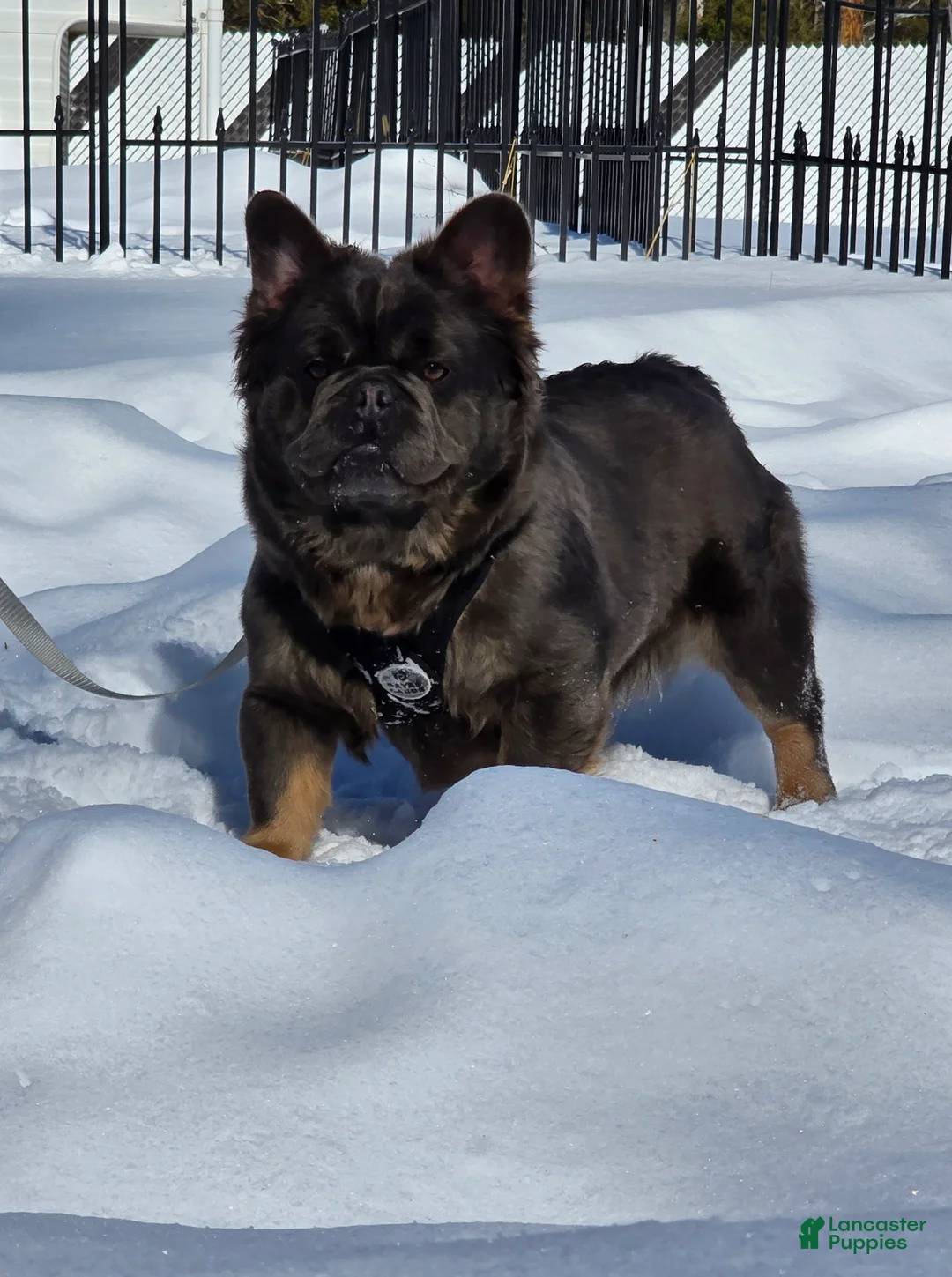 French Bulldog dogs for sale: Tyson - Ad 17