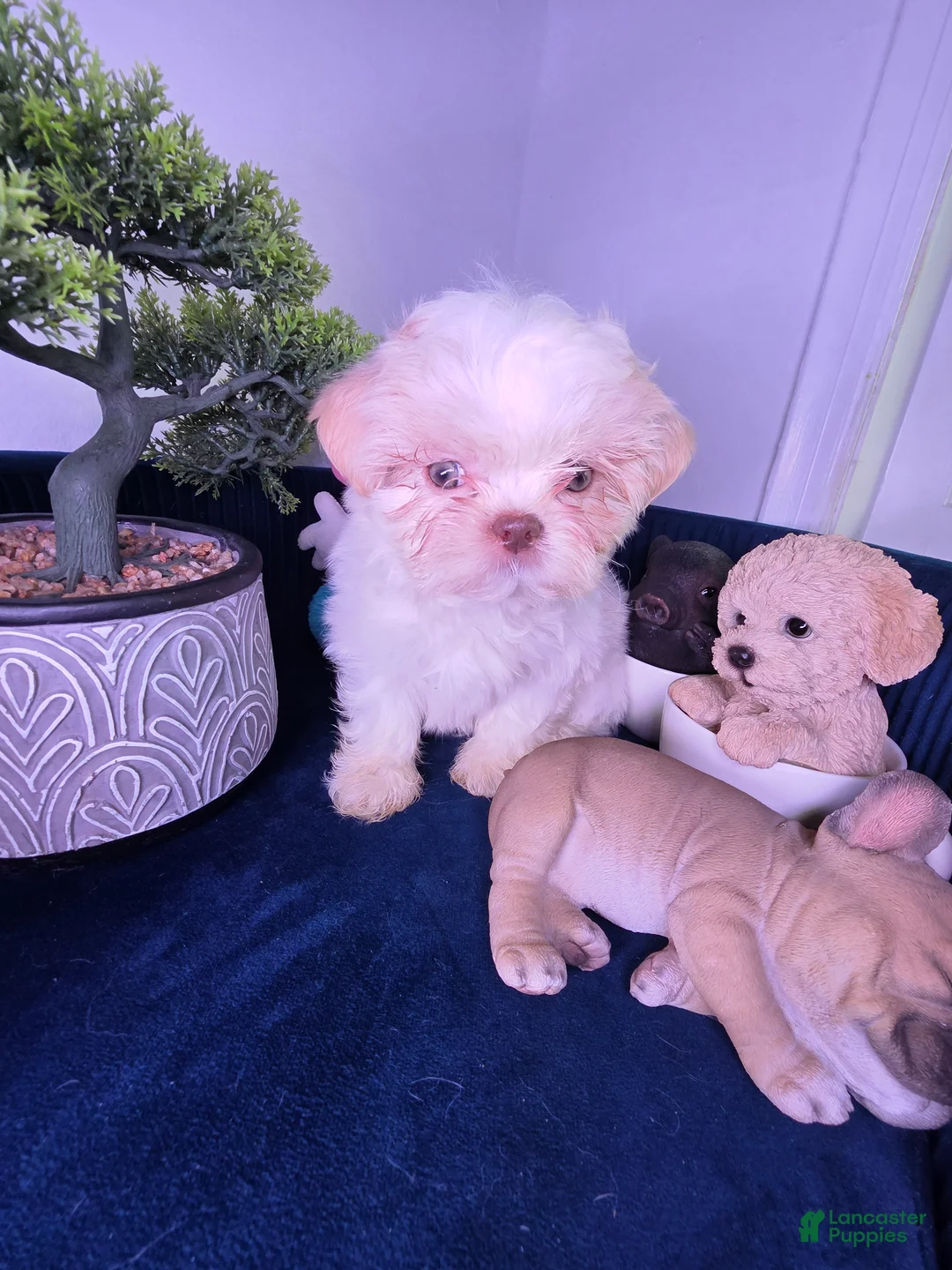 Shih Tzu dogs for sale: Shih Tzu Puppy 1 - Ad 2