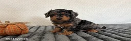 Cavapoo dogs for sale: Rusty - Ad 3