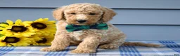 Goldendoodle dogs for sale: Henry  - Ad 5