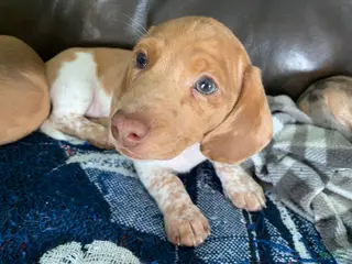 Miniature Dachshund dogs for sale: Reggie - Ad 1