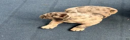 French Bulldog dogs for sale: Diesel - Ad 5