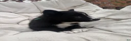 Mixed Breed dogs for sale: Shadow - Ad 2