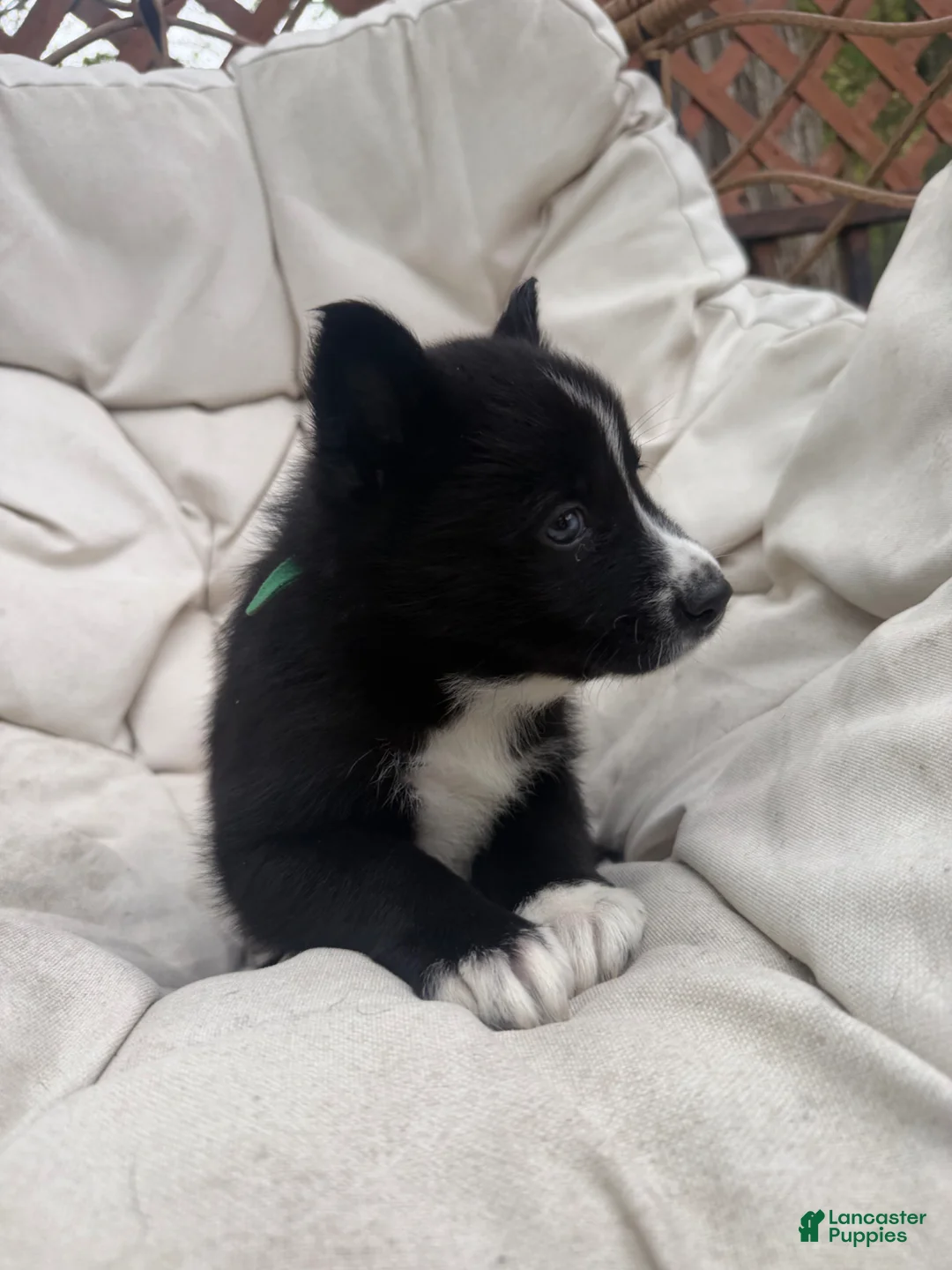 Mixed Breed dogs for sale: Shadow - Ad 2