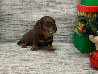 Miniature Dachshund dogs Nicole - Ad 35