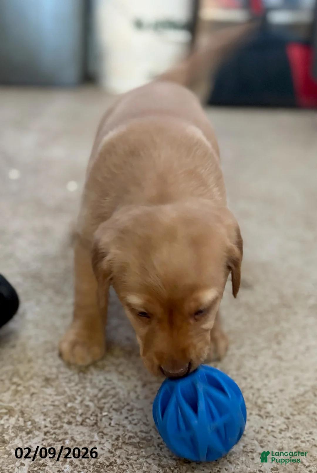 Labrador Retriever dogs for sale: Carla - Ad 2