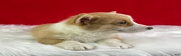Welsh Corgi Pembroke dogs for sale: Milo - Ad 5
