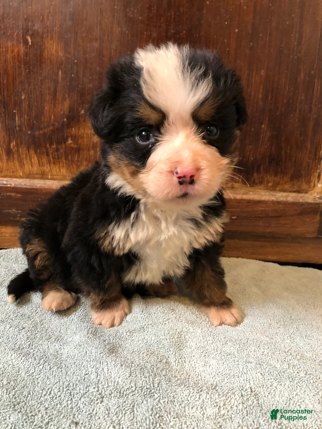 Bernese Mountain Dog dogs for sale: Bernese Mountain Dog Puppy 1 - Ad 1
