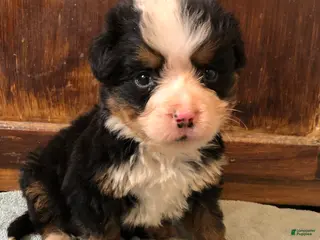 Bernese Mountain Dog dogs Bernese Mountain Dog Puppy 1 - Ad 32