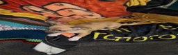 Chiweenie dogs for sale: Mai Tai  - Ad 9