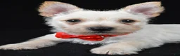 Cairn Terrier dogs for sale: Asher - Ad 3