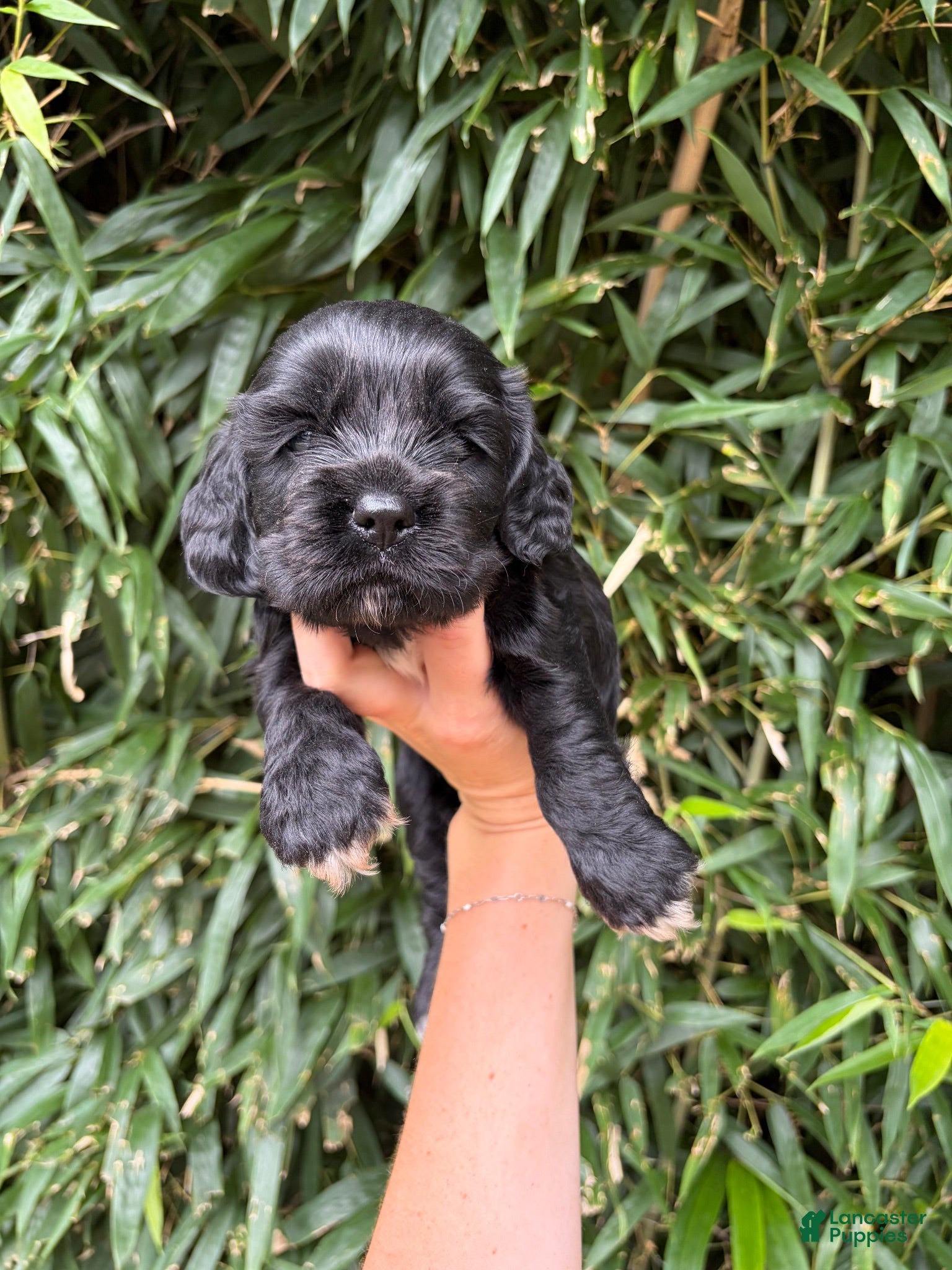 Cocker Spaniel dogs Cocker Spaniel 4 - Ad 14