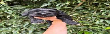 Cocker Spaniel 4