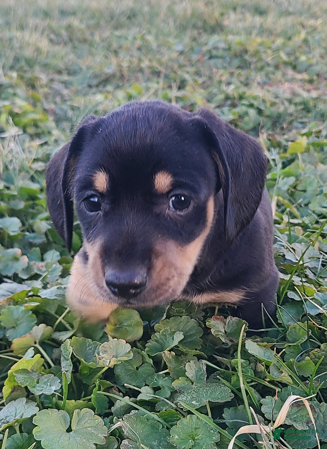 Miniature Dachshund dogs for sale: Fido - Ad 5