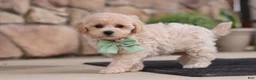 Maltipoo dogs for sale: Karl - Ad 4