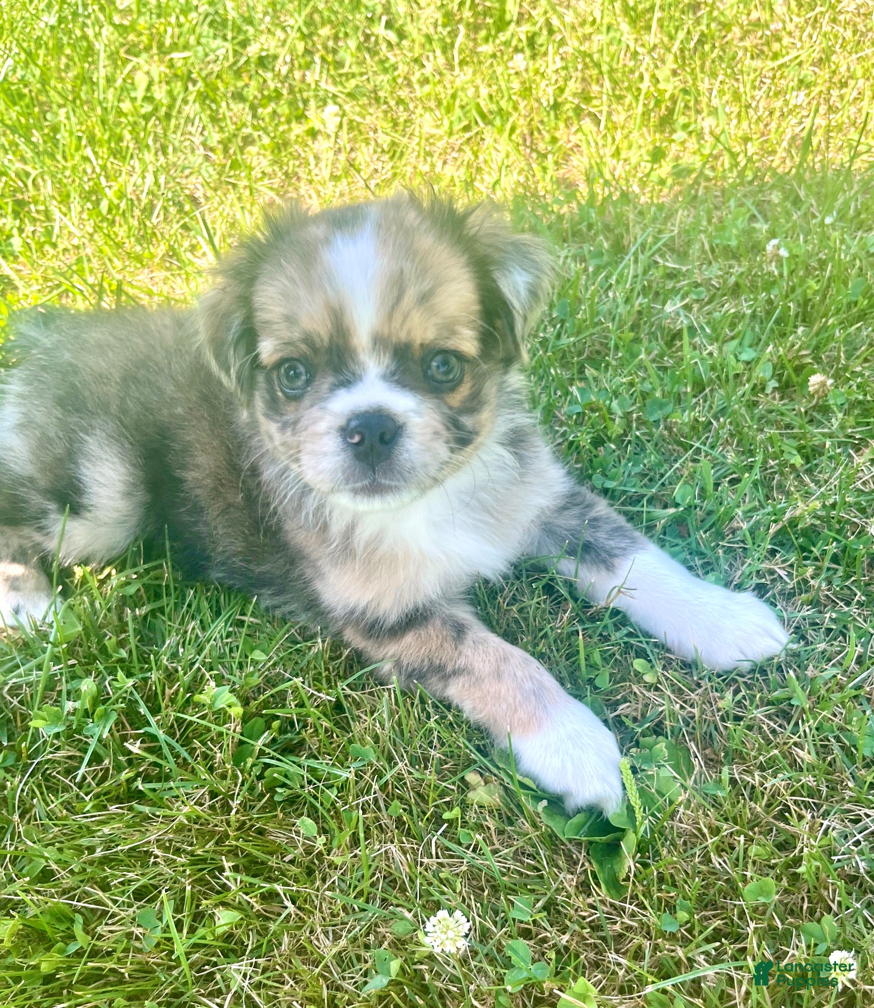 Mixed Breed dogs Miley - Ad 15