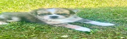 Mixed Breed dogs for sale: Miley - Ad 1