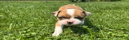 Frenchton dogs for sale: Zotz - Ad 3