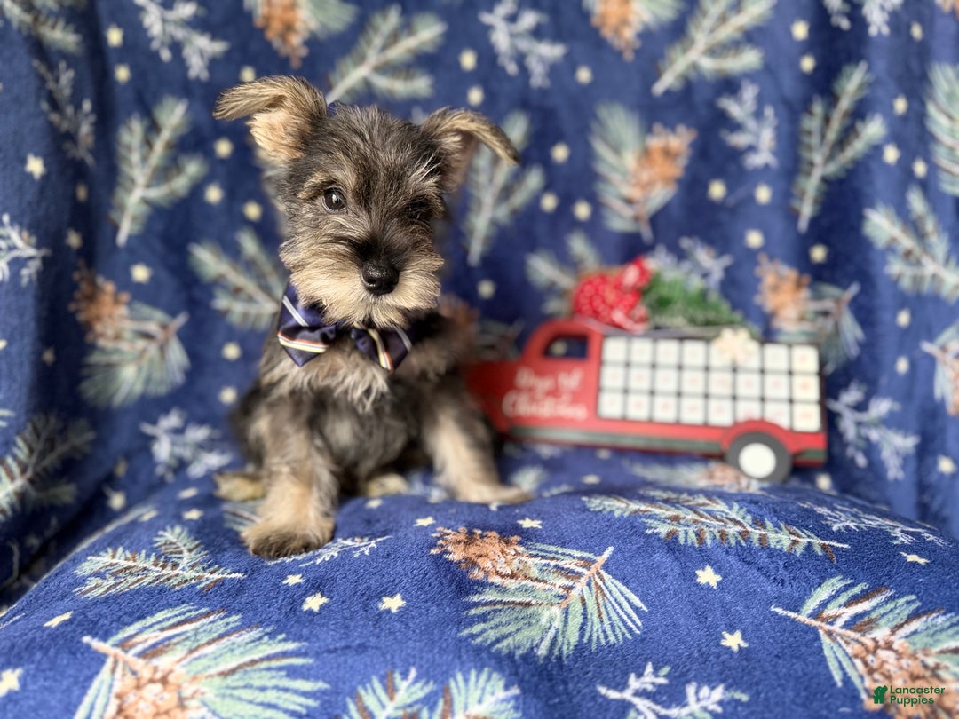 Miniature Schnauzer dogs for sale: Donner - Ad 6