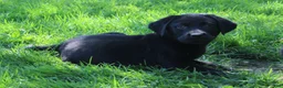 Labrador Retriever dogs for sale: Labrador Retriever Winston - Ad 21