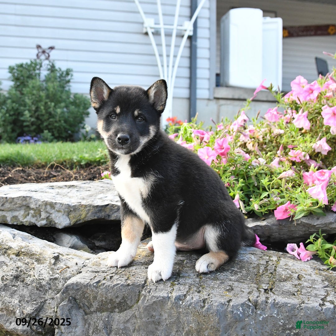 Shiba Inu dogs for sale: Victor - Ad 8