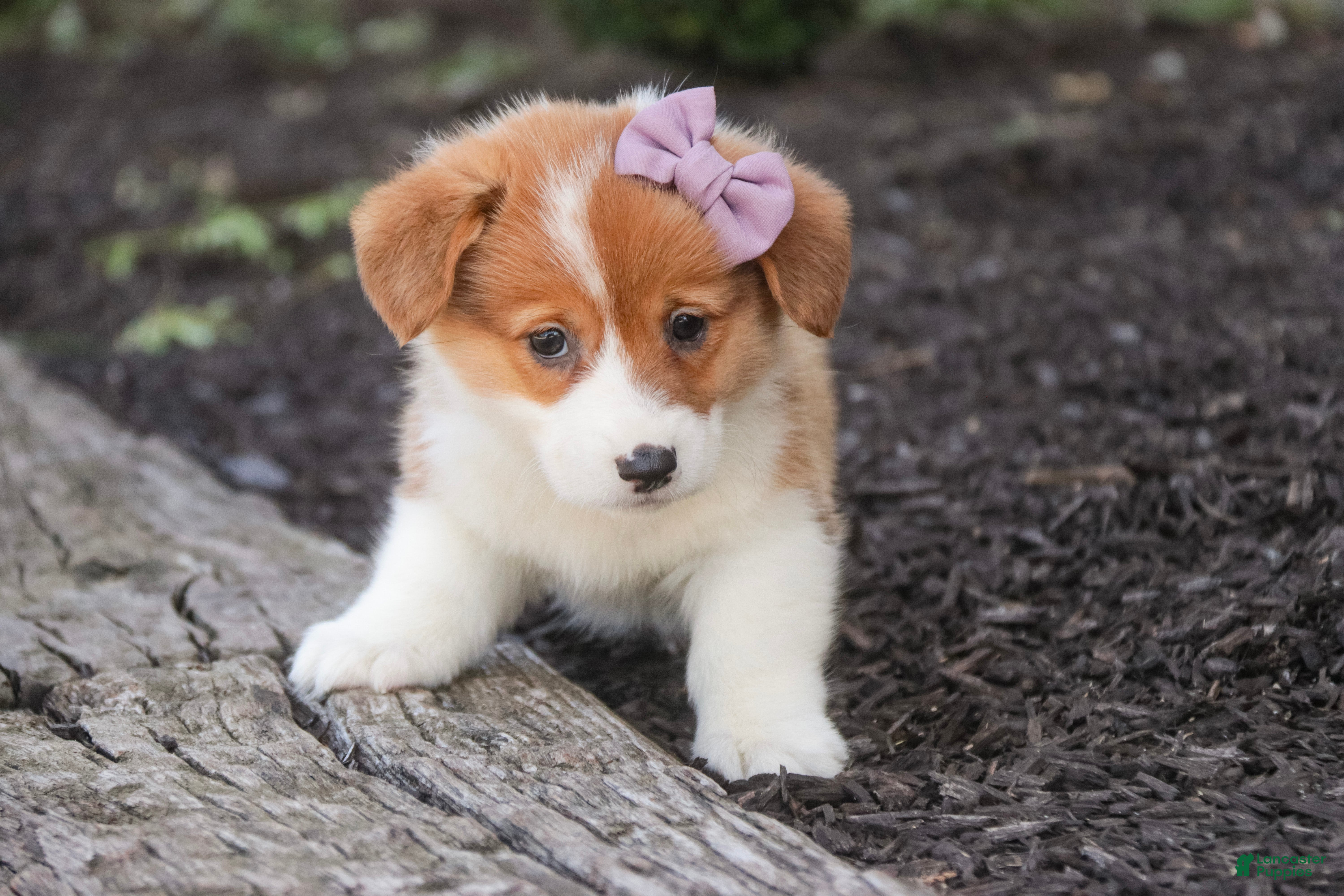 Welsh Corgi Pembroke dogs Mercy Welsh Corgi Pembroke  - Ad 2