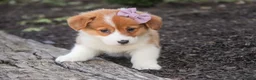 Welsh Corgi Pembroke dogs for sale: Mercy Welsh Corgi Pembroke  - Ad 2